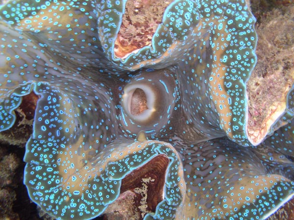 Benitier  Tridacna squamosa